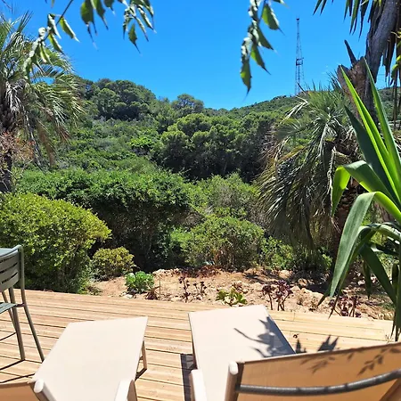 Les Bromelias Ile Du Levant *